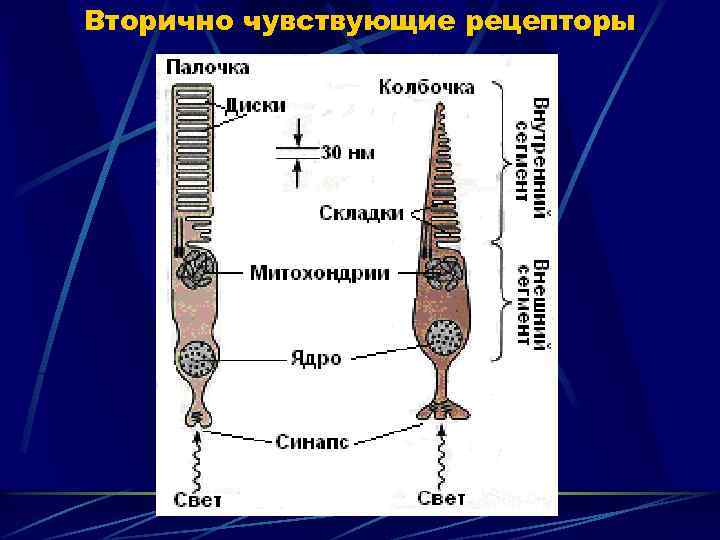 Вторично чувствующие рецепторы 