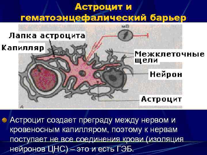 Астроцит и гематоэнцефалический барьер Астроцит создает преграду между нервом и кровеносным капилляром, поэтому к