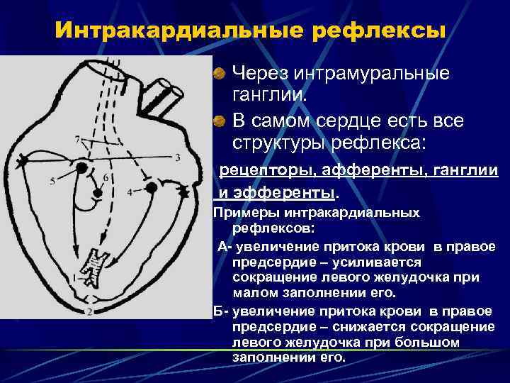 Интракардиальные рефлексы Через интрамуральные ганглии. В самом сердце есть все структуры рефлекса: рецепторы, афференты,