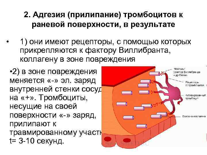 2. Адгезия (прилипание) тромбоцитов к раневой поверхности, в результате • 1) они имеют рецепторы,