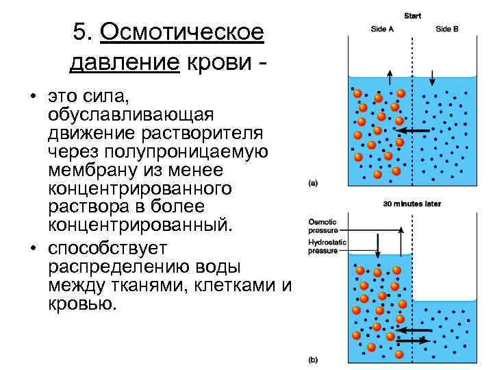 5. Осмотическое давление крови • это сила, обуславливающая движение растворителя через полупроницаемую мембрану из