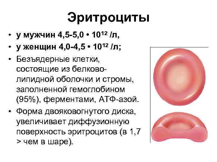 Физиология крови картинки