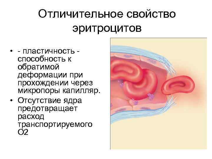 Отличительное свойство эритроцитов • - пластичность - способность к обратимой деформации прохождении через микропоры