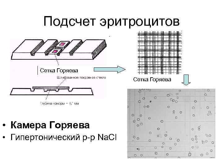 Подсчет эритроцитов Сетка Горяева • Камера Горяева • Гипертонический р-р Na. Cl 