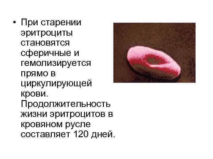  • При старении эритроциты становятся сферичные и гемолизируется прямо в циркулирующей крови. Продолжительность