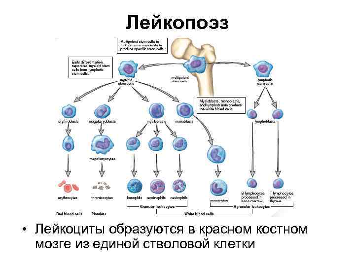 Лейкопоэз • Лейкоциты образуются в красном костном мозге из единой стволовой клетки 