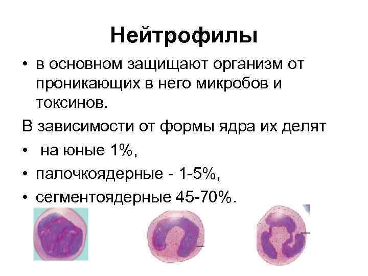 Нейтрофилы • в основном защищают организм от проникающих в него микробов и токсинов. В