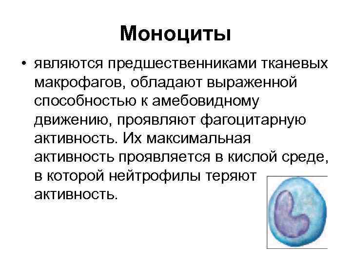 Моноциты • являются предшественниками тканевых макрофагов, обладают выраженной способностью к амебовидному движению, проявляют фагоцитарную