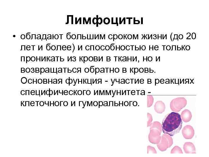 Лимфоциты • обладают большим сроком жизни (до 20 лет и более) и способностью не