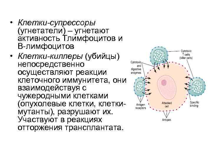  • Клетки-супрессоры (угнетатели) – угнетают активность Тлимфоцитов и В-лимфоцитов • Клетки-киллеры (убийцы) непосредственно