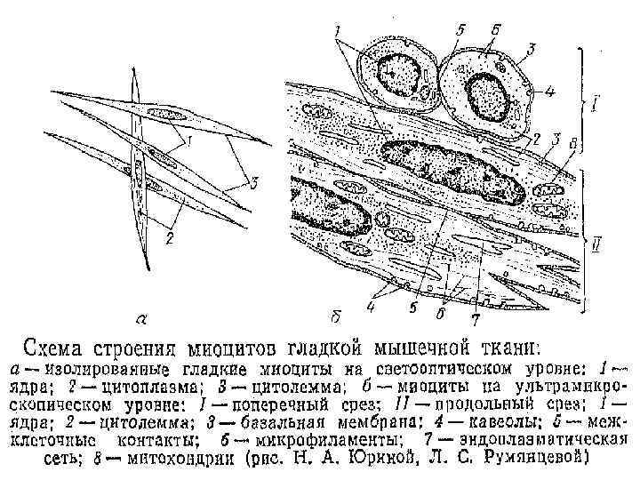 Схема изменения структуры гладкого миоцита до и после сокращения