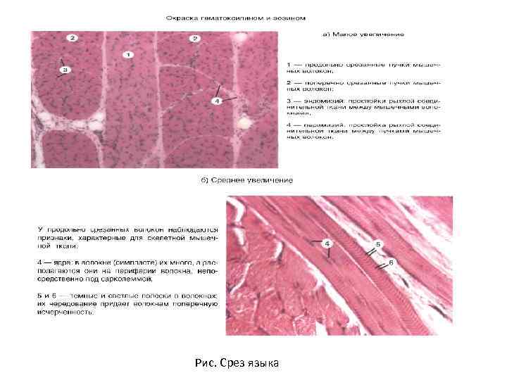 Рис. Срез языка 
