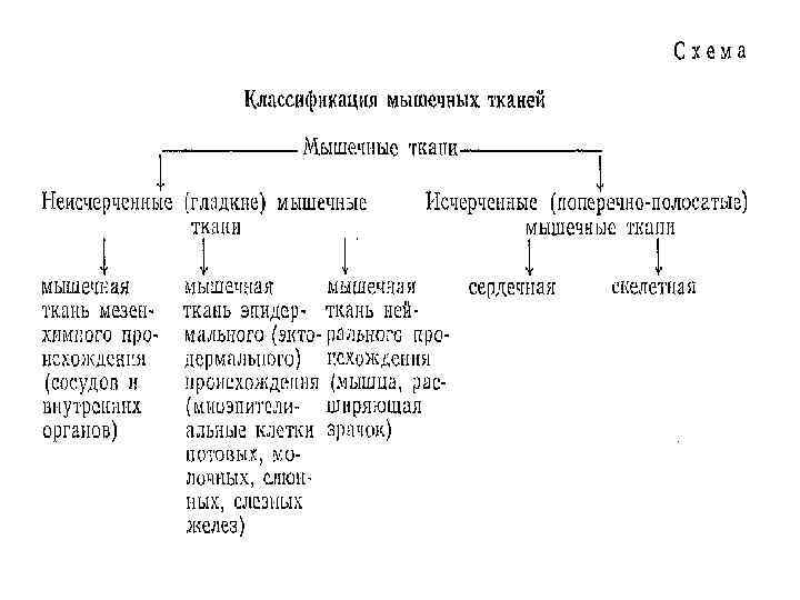 Схема тканей. Схема классификации мышечной ткани. Морфологическая характеристика мышечных тканей таблица. Схемы разновидности тканей мышечной.