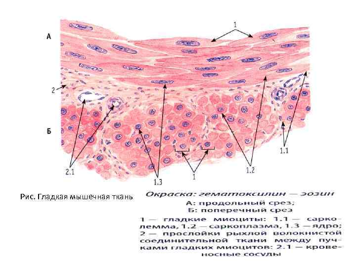 Гладкая мышечная ткань гистология рисунок