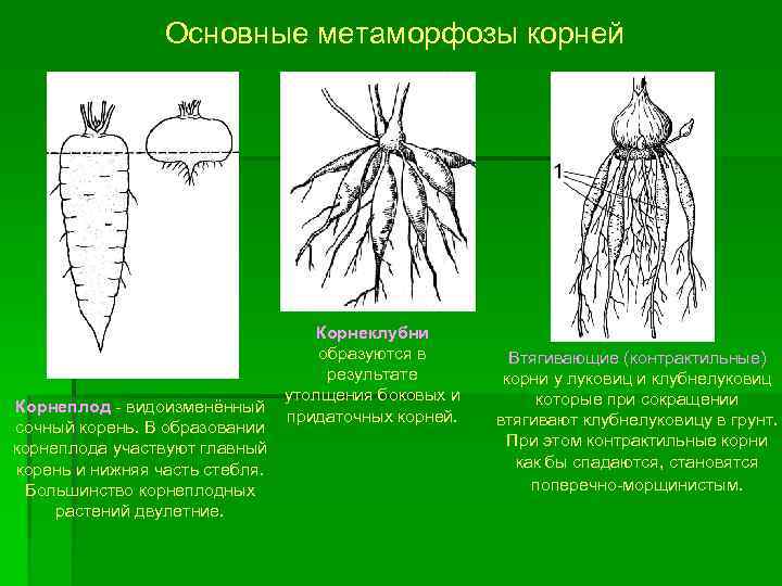 Основные метаморфозы корней Корнеклубни образуются в результате утолщения боковых и Корнеплод - видоизменённый придаточных