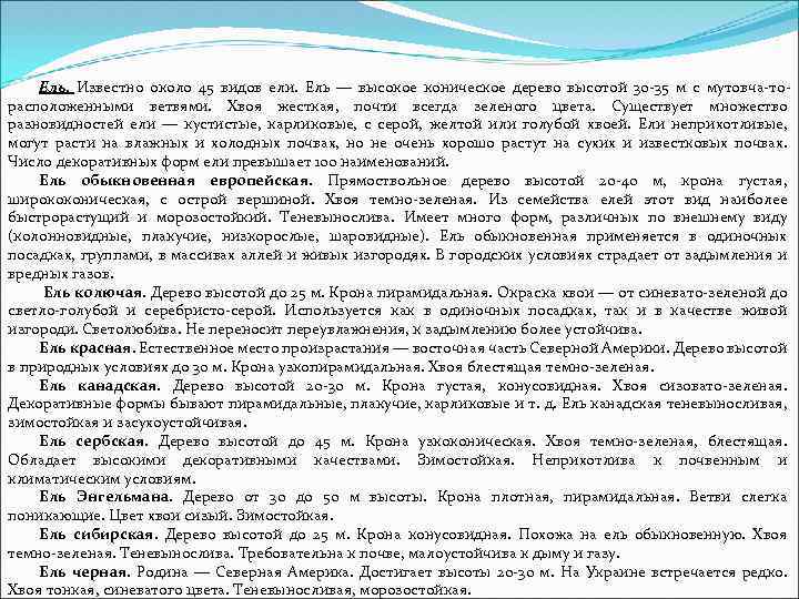 Ель. Известно около 45 видов ели. Ель — высокое коническое дерево высотой 30 -35
