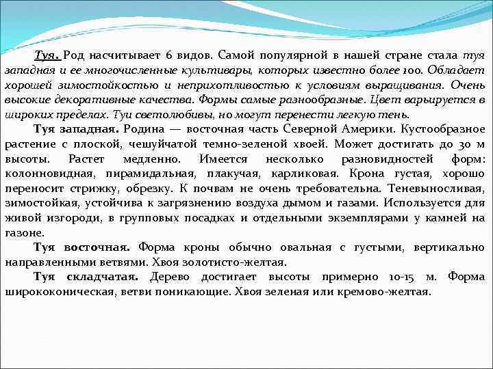 Туя. Род насчитывает 6 видов. Самой популярной в нашей стране стала туя западная и