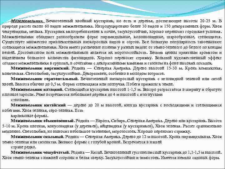 Можжевельник. Вечнозеленый хвойный кустарник, но есть и деревья, достигающие высоты 20 -25 м. В
