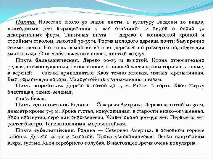 Пихта. Известно около 50 видов пихты, в культуру введены 20 видов, пригодными для выращивания