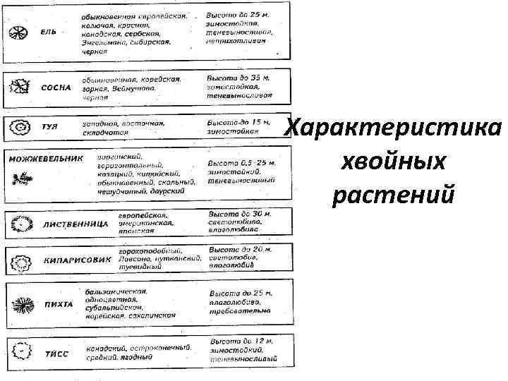 Характеристика хвойных растений 