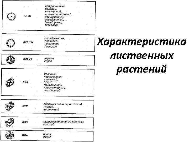 Характеристика лиственных растений 