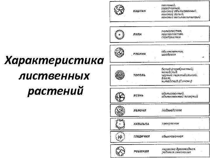 Характеристика лиственных растений 