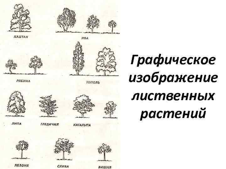 Выбери верное графическое изображение