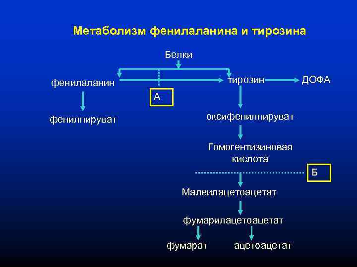 Метаболизм фенилаланина