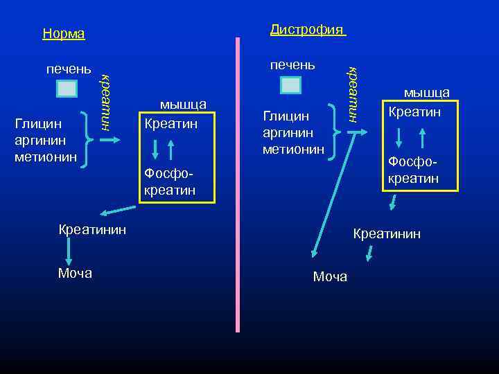 Загрузка креатином схема