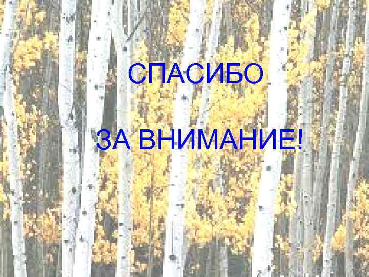 СПАСИБО ЗА ВНИМАНИЕ! 