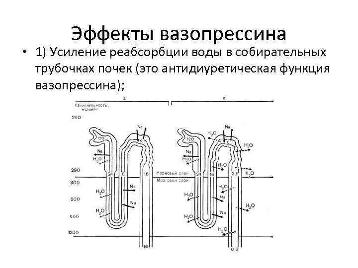 Эффекты вазопрессина • 1) Усиление реабсорбции воды в собирательных трубочках почек (это антидиуретическая функция