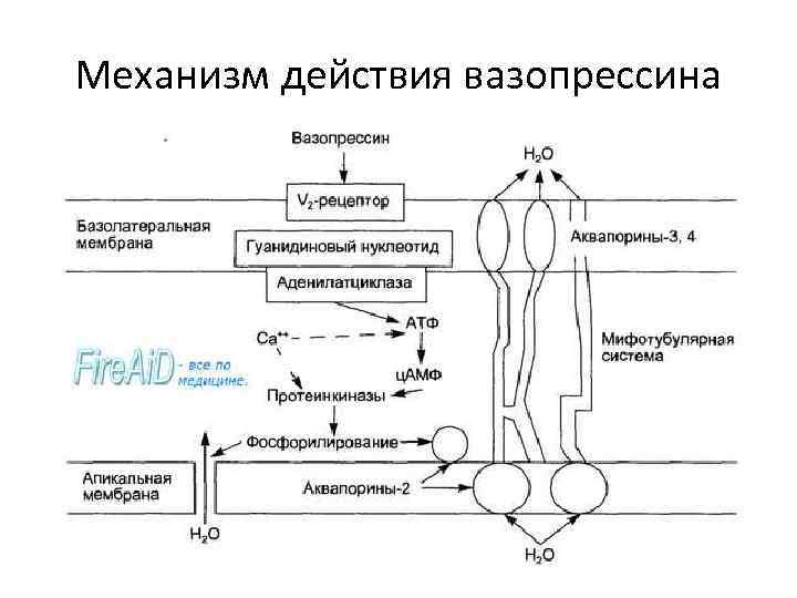 Механизм действия вазопрессина 