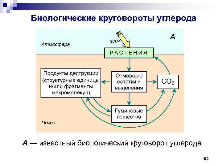 Процессы биологического круговорота веществ