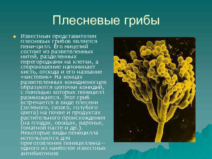 Плесневые грибы u Известным представителем плесневых грибов является пени-цилл. Его мицелий состоит из разветвленных