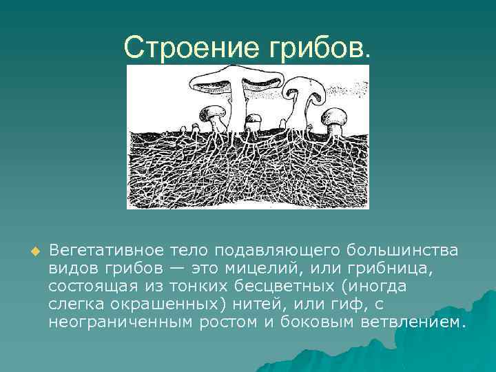 Строение грибов. u Вегетативное тело подавляющего большинства видов грибов — это мицелий, или грибница,