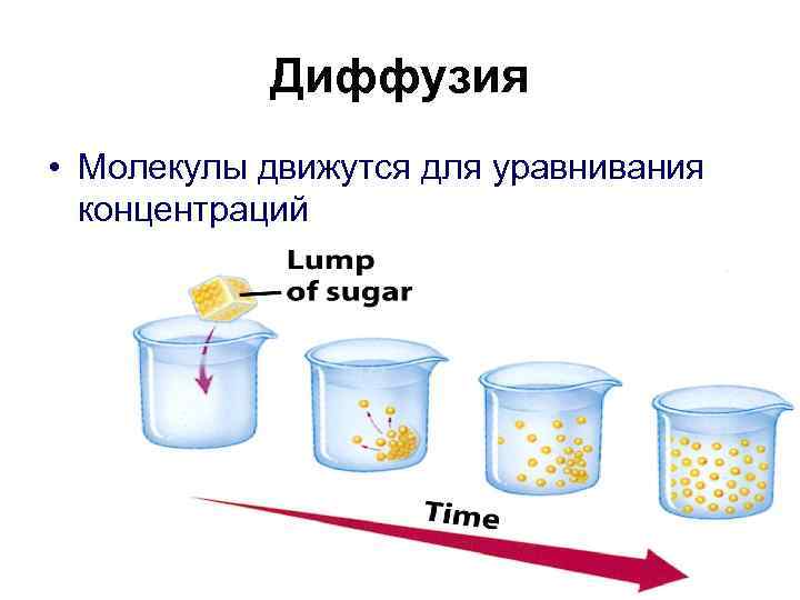 Диффузия • Молекулы движутся для уравнивания концентраций 