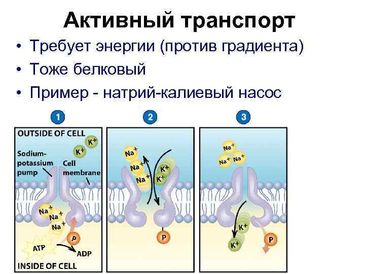 Активный транспорт • Требует энергии (против градиента) • Тоже белковый • Пример - натрий-калиевый