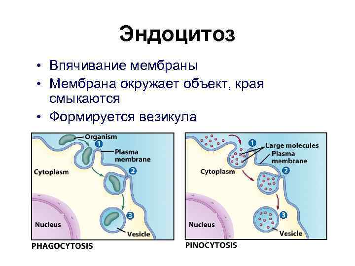 Эндоцитоз • Впячивание мембраны • Мембрана окружает объект, края смыкаются • Формируется везикула 