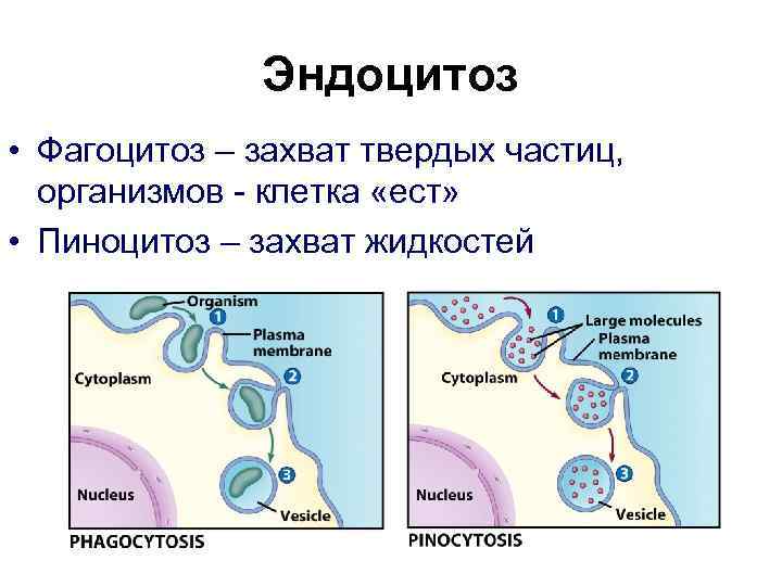 Эндоцитоз • Фагоцитоз – захват твердых частиц, организмов - клетка «ест» • Пиноцитоз –