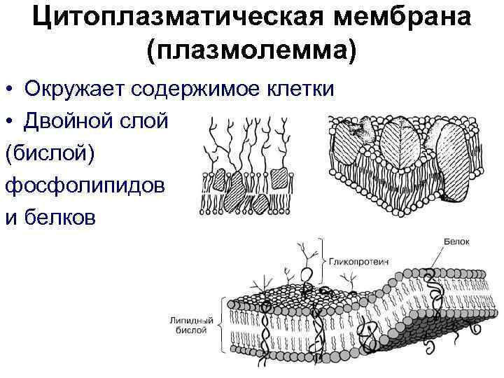 Цитоплазматическая мембрана (плазмолемма) • Окружает содержимое клетки • Двойной слой (бислой) фосфолипидов и белков