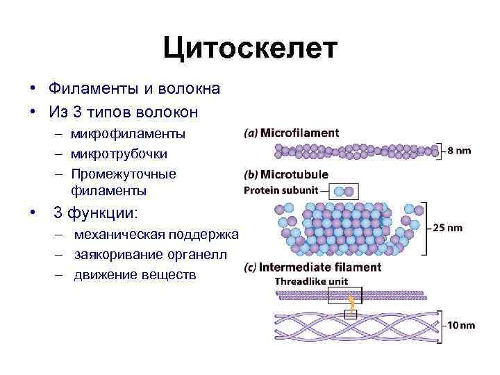 Цитоскелет • Филаменты и волокна • Из 3 типов волокон – микрофиламенты – микротрубочки