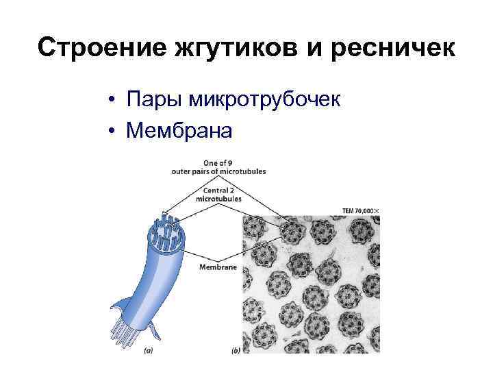 Строение жгутиков и ресничек • Пары микротрубочек • Мембрана 