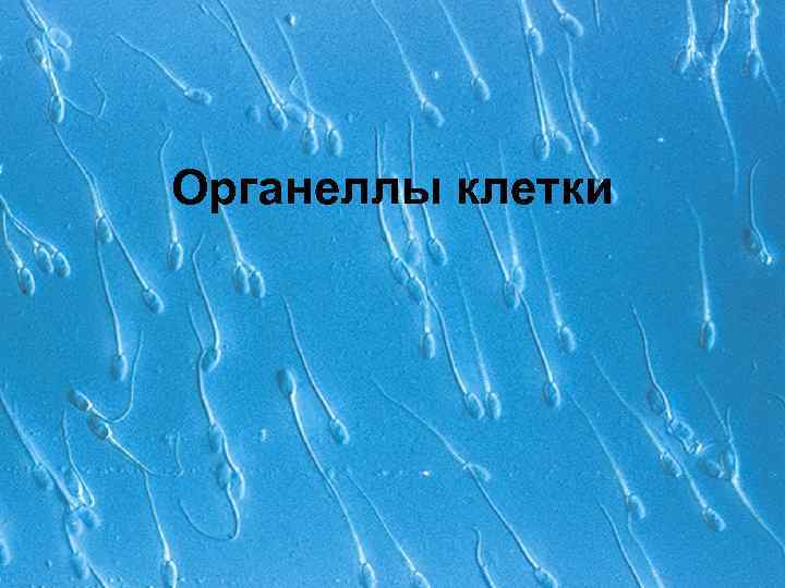 Органеллы клетки 