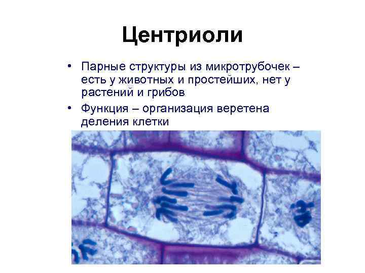 Центриоли • Парные структуры из микротрубочек – есть у животных и простейших, нет у