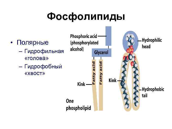 Фосфолипиды • Полярные – Гидрофильная «голова» – Гидрофобный «хвост» 