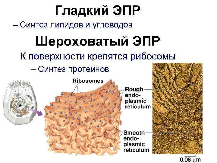 Гладкий ЭПР – Синтез липидов и углеводов Шероховатый ЭПР К поверхности крепятся рибосомы –