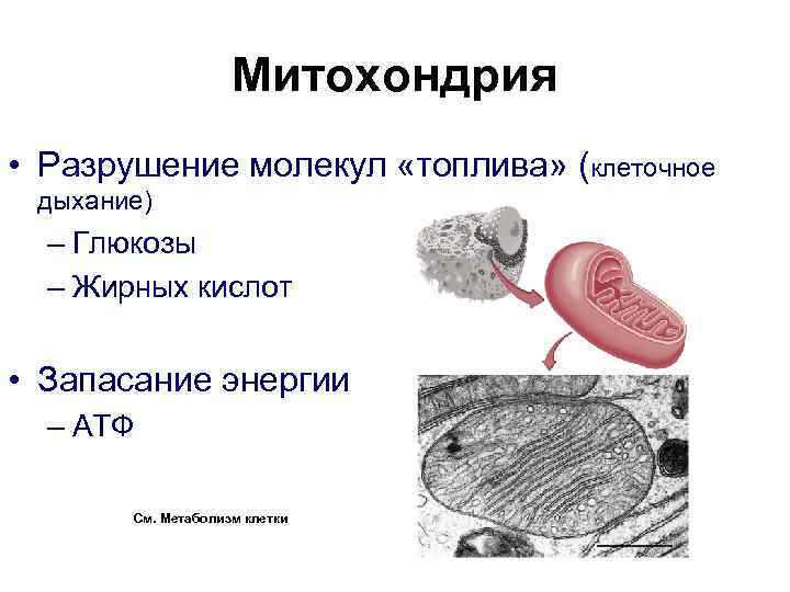 Митохондрия • Разрушение молекул «топлива» (клеточное дыхание) – Глюкозы – Жирных кислот • Запасание