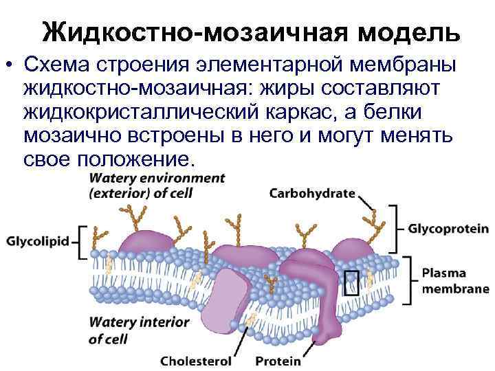 Жидкостно-мозаичная модель • Схема строения элементарной мембраны жидкостно-мозаичная: жиры составляют жидкокристаллический каркас, а белки