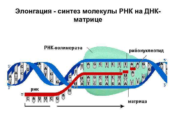Элонгация - синтез молекулы РНК на ДНКматрице 
