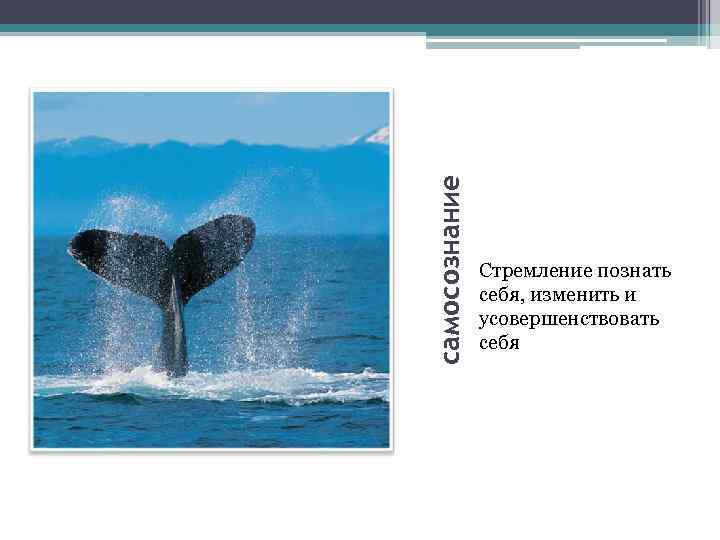 самосознание Стремление познать себя, изменить и усовершенствовать себя 